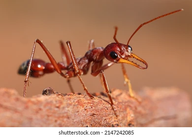 Bull Ants